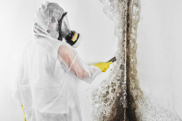Best Local Mold Removal Service  in Welby, CO