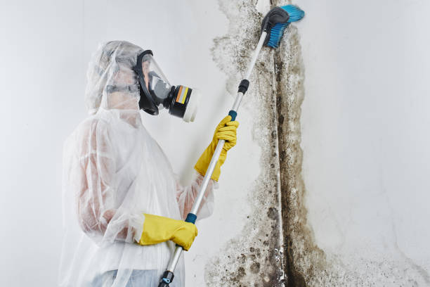 Best Attic Mold Removal  in Welby, CO