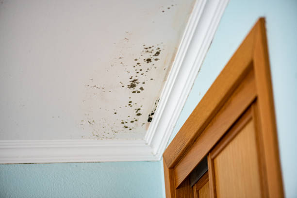 Best Crawl Space Mold Removal  in Welby, CO
