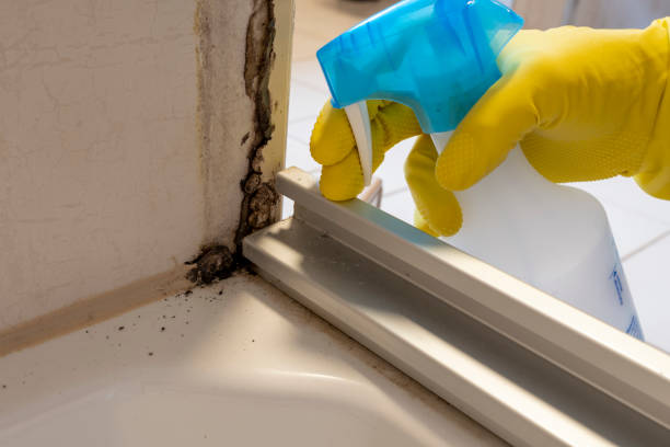 Best Professional Mold Removal  in Welby, CO