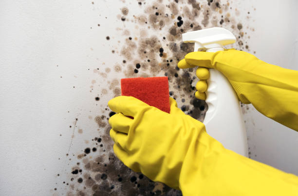Best Mold Cleaning Services  in Welby, CO