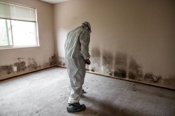 Best Mold Testing  in Welby, CO