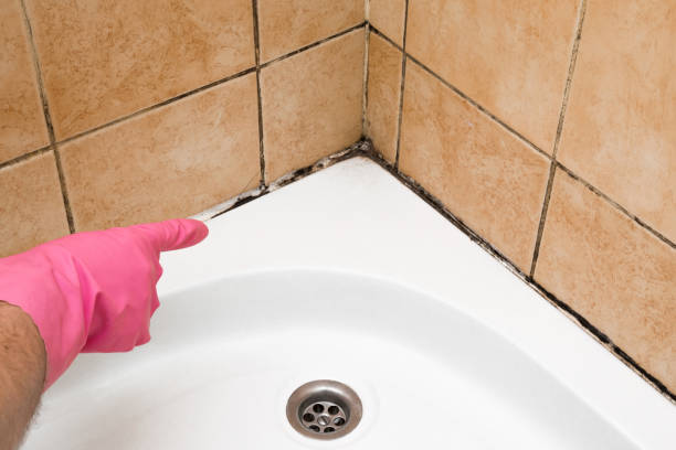 Best Fast Mold Removal  in Welby, CO